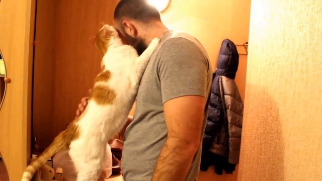 кот Василий встречает с работы) смотреть онлайн