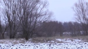 Охота на Шакала ,сожравшего 350 зайцев, с манком и карабином Барс.