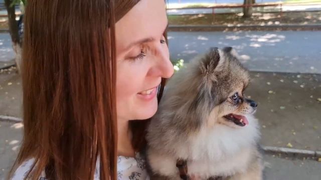 Стрижка померанского Шпица смотреть онлайн