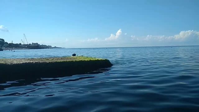 Дельфин в Черном море.. смотреть онлайн