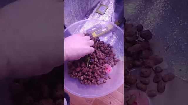 Она не смогла вершинная гниль растений на гидропонике установка Аквапот клик смотреть онлайн