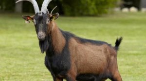 Разведение Альпийской породы коз как бизнес идея | Альпийские козы