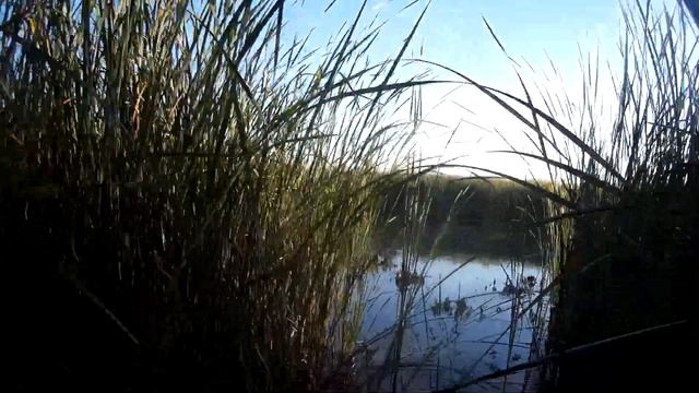 В гостях у Жеки . Охота на утку . Те места где без собаки не как . смотреть онлайн