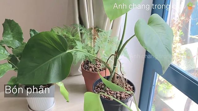 ⭕️ 6 lưu ý quan trọng để cây Mostera Khỏe Đẹp như Tiệm￼ / 2 cách nhận biết & cách Cứu cây sắp chết🍃 смотреть онлайн