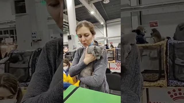 Русская голубая кошка покоряет своей шубкой смотреть онлайн