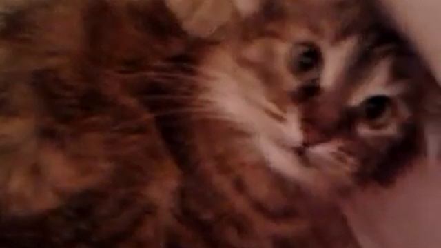 Кошка истерит смотреть онлайн
