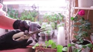 БУГЕНВИЛЛИЯ УКОРЕНЕНИЕ ЗИМОЙ