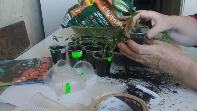 Выращивание перца в органо-минеральном земледелии.Как правильно и когда пикировать болгарский перец смотреть онлайн