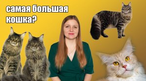 Мейн-кун. История и особенности породы
