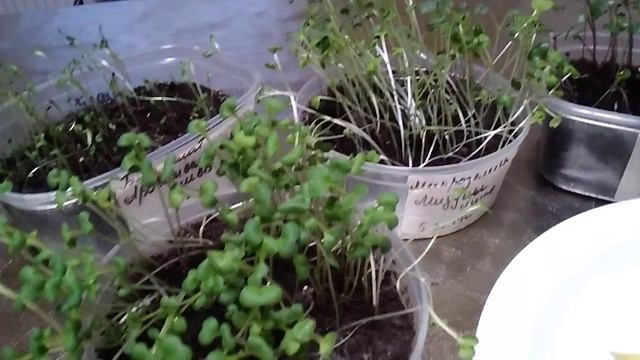 МИКРОЗЕЛЕНЬ !!! КАКИЕ СЕМЕНА МОЖНО ИСПОЛЬЗОВАТЬ ДЛЯ ВЫРАЩИВАНИЯ МИКРОЗЕЛЕНИ !!! смотреть онлайн