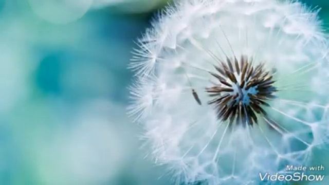 Какая ты песня по знаку зодиака смотреть онлайн