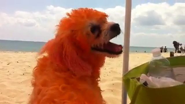 Отдых с рыжей собакой на море... смотреть онлайн