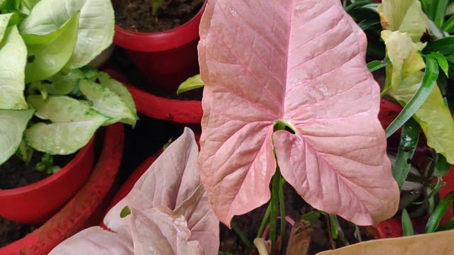 How To Maintain Pink Colour Of Pink Syngonium/ Pink Syngonium Care Tips