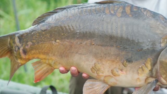 ЧЕМ ЛУЧШЕ КОРМИТЬ КАРПА?! КУКУРУЗА против БОЙЛОВ. Ловля трофейного карпа на Высокополье. смотреть онлайн