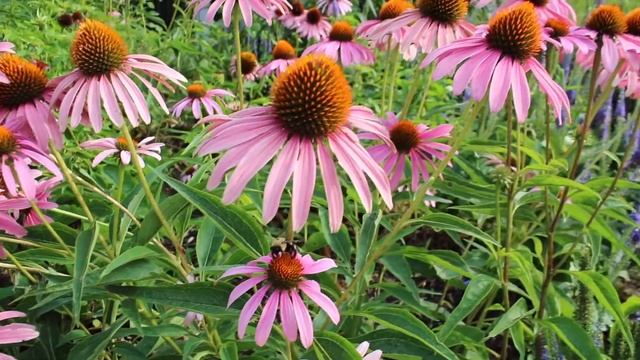 TEACHING TUESDAY (Echinacea Purpurea 'Magnus') - By GreenView Partners
