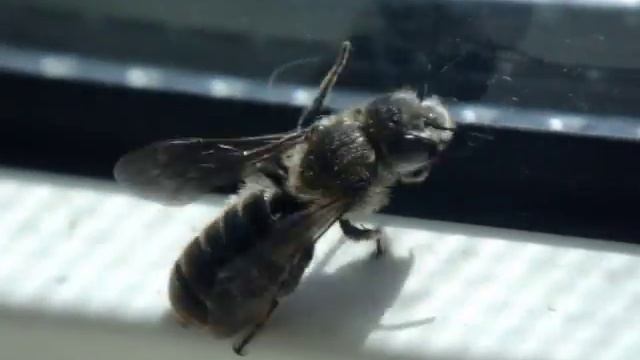 Что за осмия? (Osmia adunca - Hoplitis adunca) смотреть онлайн