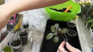 Новинки колерий и минисиннингий. Сажаем вместе. ч. 2 #комнатныерастения #колерии  #минисиннингии