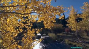 Сергей Есенин - Белая береза