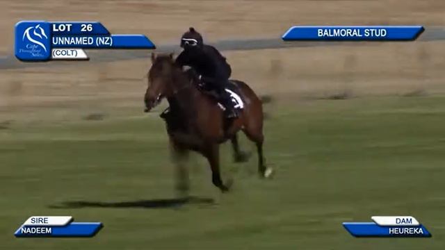 Nadeem x Heureka colt at South Africa's Cape Thoroughbred Sale смотреть онлайн