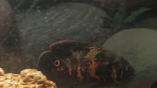 ПОДВОДНЫЙ МИР, НАШЕГО АКВАРИУМА))) 2 Большие американские цихлиды Акары и Астронотусы