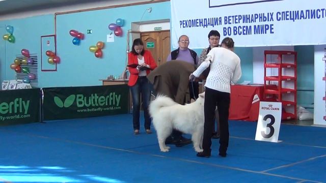4. 10 .15 моно СЕС кобель промежуток смотреть онлайн
