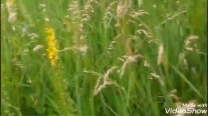 Мир Кубанской Природы! Приглашаю на прогулку в день,,Ромашки,,(24.06.2020)