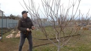 Обрезка абрикоса для начинающих. Формировка улучшенной чашей.