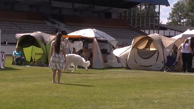 Sighthound Festival Donaueschingen - Borzoi Male Intermediate Class Competition смотреть онлайн