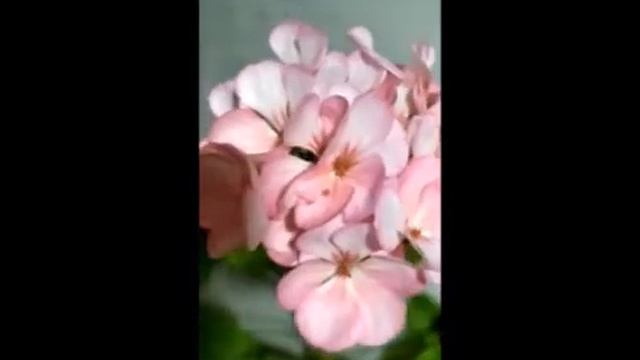 Пеларгония с "ресничками".Лучшие сортовые пеларгонии смотреть онлайн