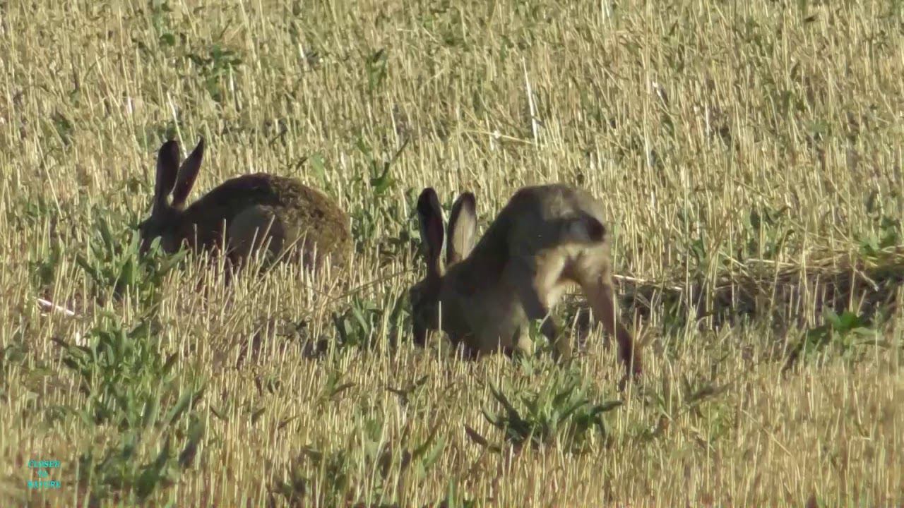 Приподнятое настроение у зайцев! Начало гона. European hare breeding season смотреть онлайн