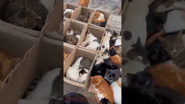 Котиковое общеспатие смотреть онлайн