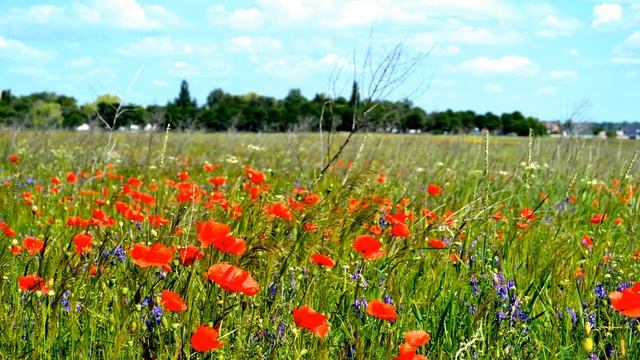 Полевые цветы 2017 смотреть онлайн