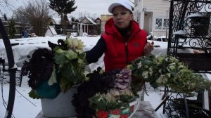 Декоративная капуста: посев, посадка и уход