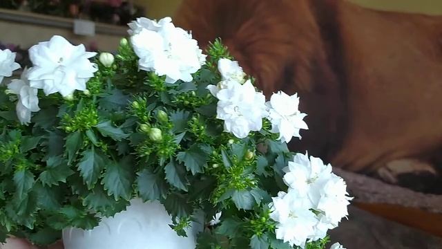 Мои кампанулы в июне, распродажа черенков смотреть онлайн