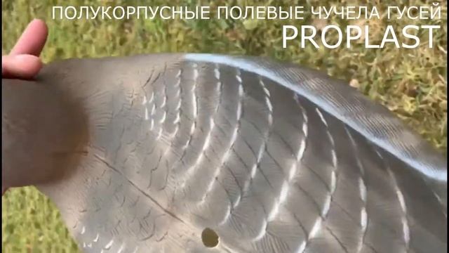 Полукорпусные чучела Гуменника и Белолобого из материала PROPLAST. Комплект: ? кормящ. и ? сторож. смотреть онлайн