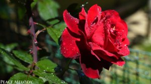 Самая красивая мелодия в мире! Эту музыку можно слушать вечно! Отличная музыка Сергей Грищук #2