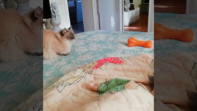 Параанальные железы у цвергов и история их рождения. смотреть онлайн