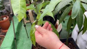 Выращивание манго в домашних условиях