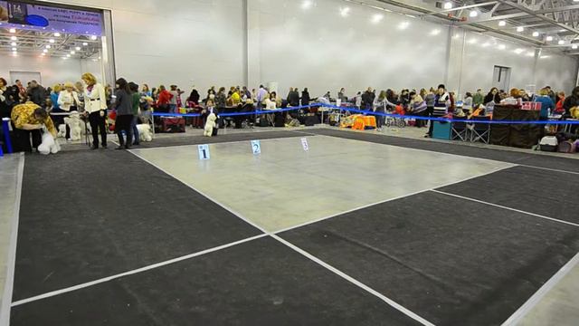 Евразия-2 (24 марта 2013 г.) Бишон фризе Кобели Класс Чемпионов смотреть онлайн