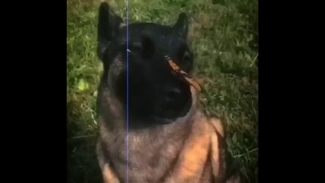 1 HOUR dog with butterfly on nose | aruarian Dance | i have no ennemies loop dog meme r/place смотреть онлайн