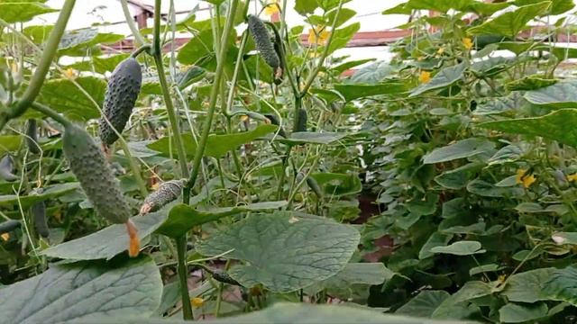 Чо там огурцы и помидоры твои Вован смотреть онлайн