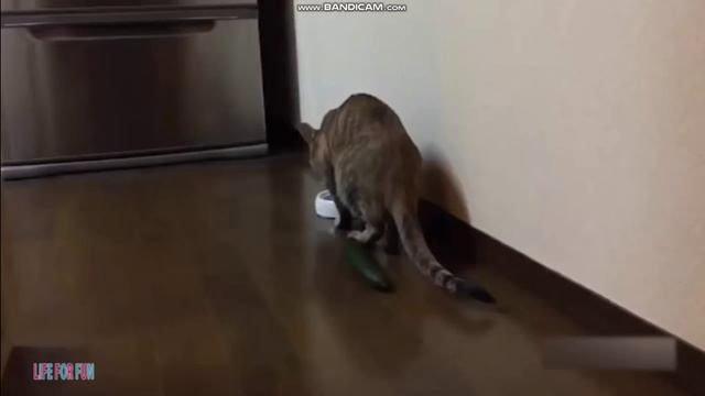 приколы с котиками. смотреть онлайн