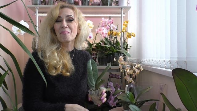 НОВЫЕ КРАСИВУЩИЕ ОРХИДЕИ! Эмоции переполняют! смотреть онлайн