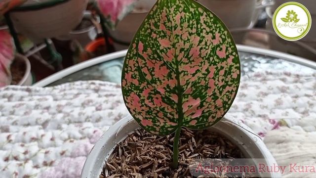 Agalaonema Ruby Kura смотреть онлайн