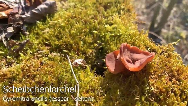 Pilze im März | Alle Pilzwanderungen aus dem März 2020 am Stück | Winterpilze & Frühlingspilze смотреть онлайн