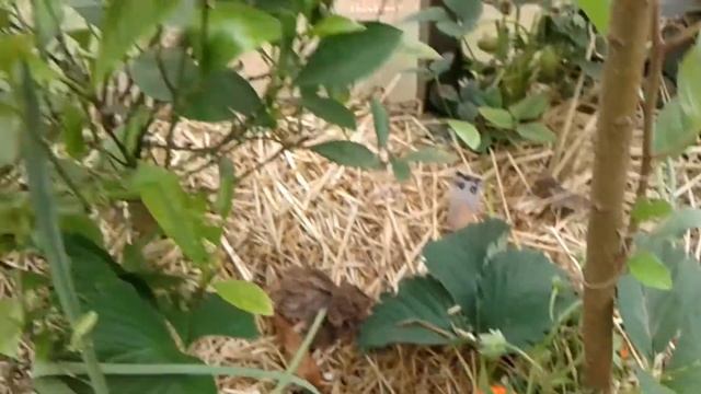 Как вырастить ранний урожай клубники смотреть онлайн