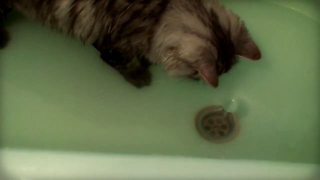 Мой кот купается в ванной смотреть онлайн