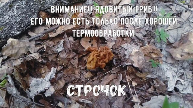 Поход за грибами! Как отличить опасный строчок от вкусного сморчка? Где растут сморчки? Отдых 1 мая смотреть онлайн