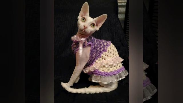 Познакомьтесь, это Хася. смотреть онлайн