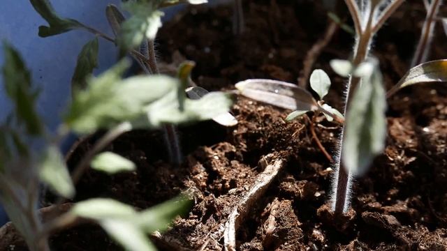 рассада томатов,фиолетовая нижняя сторона листа под светодиодными лампами 2 смотреть онлайн